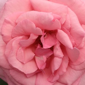 Онлайн магазин за рози - Розов - Чайно хибридни рози  - среден аромат - Pоза Канизца - Марк Гергили - Ароматна с диаметър 4.7-5.5см.Цъвти от Юни до есента.